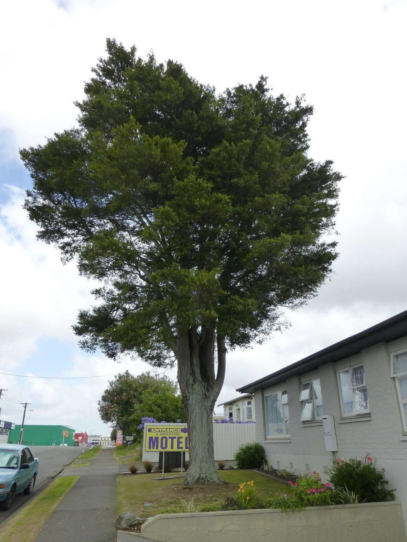 Totara Lodge Motel Levin Luaran gambar